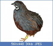 Cliquez sur l'image pour la voir en taille relle

Nom : caille-de-chine-reproduction-a-vendre.jpg
Affichages : 98
Taille : 30,1 Ko
ID : 117750