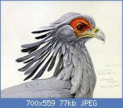 Cliquez sur l'image pour la voir en taille relle

Nom : Sagittarius_serpentariusEYP03CA.jpg
Affichages : 191
Taille : 77,1 Ko
ID : 117762