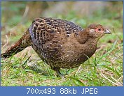 Cliquez sur l'image pour la voir en taille relle

Nom : Female_Mikado_Pheasant.jpg
Affichages : 119
Taille : 87,6 Ko
ID : 117841