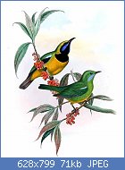 Cliquez sur l'image pour la voir en taille relle

Nom : verdin.de.hardwick.jogo.0g.jpg
Affichages : 299
Taille : 71,0 Ko
ID : 118007