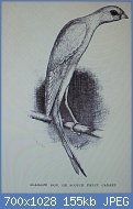 Cliquez sur l'image pour la voir en taille relle

Nom : Dibujos de canarios 036.jpg
Affichages : 707
Taille : 155,0 Ko
ID : 118604