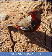 Cliquez sur l'image pour la voir en taille r�elle

Nom : Emblema_pictum_-Karratha,_Pilbara,_Western_Australia,_Australia-8_(3).jpg
Affichages : 146
Taille : 134,5 Ko
ID : 118914