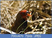 Cliquez sur l'image pour la voir en taille r�elle

Nom : 1280px-Painted_Firetail_(Emblema_Picta).jpg
Affichages : 165
Taille : 70,7 Ko
ID : 118915