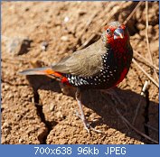 Cliquez sur l'image pour la voir en taille r�elle

Nom : Emblema_pictum_-Karratha,_Pilbara,_Western_Australia,_Australia-8_(4) B.jpg
Affichages : 150
Taille : 95,5 Ko
ID : 118917