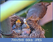 Cliquez sur l'image pour la voir en taille relle

Nom : Sabi_Laranjeira_ou_Turdus_rufiventris1.jpg
Affichages : 115
Taille : 65,9 Ko
ID : 118938