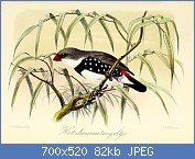 Cliquez sur l'image pour la voir en taille réelle
Nom : Keulemans_Onze_vogels_2_52.jpg
Affichages : 524
Taille : 81,9 Ko
ID : 118983