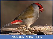 Cliquez sur l'image pour la voir en taille réelle
Nom : CSIRO_ScienceImage_10331_Redbrowed_Finch.jpg
Affichages : 969
Taille : 57,7 Ko
ID : 118991