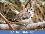 Cliquez sur l'image pour la voir en taille relle

Nom : Double-barred_Finch.jpg
Affichages : 500
Taille : 67,7 Ko
ID : 118997