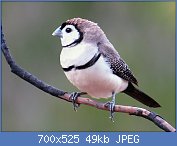 Cliquez sur l'image pour la voir en taille relle

Nom : Double-barred_finch_8066-2.jpg
Affichages : 512
Taille : 49,1 Ko
ID : 118998
