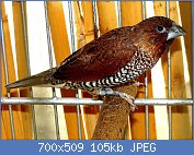 Cliquez sur l'image pour la voir en taille relle

Nom : 1280px-Lonchura_punctulata_Botanical_Garden,_Prague.jpg
Affichages : 119
Taille : 105,3 Ko
ID : 119043