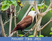 Cliquez sur l'image pour la voir en taille relle

Nom : Lonchura_maja_by_Michael_MK_Khor.jpg
Affichages : 128
Taille : 73,1 Ko
ID : 119056