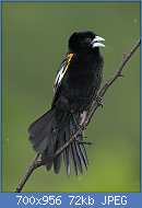 Cliquez sur l'image pour la voir en taille relle

Nom : 12White-winged_widowbird,_Euplectes_albonotatus,_at_Pilanesberg_National_Park,_Northwest_Provinc.jpg
Affichages : 142
Taille : 71,8 Ko
ID : 119102