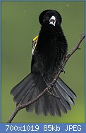 Cliquez sur l'image pour la voir en taille relle

Nom : White-winged_widowbird,_Euplectes_albonotatus,_at_Pilanesberg_National_Park,_Northwest_Province,.jpg
Affichages : 144
Taille : 84,8 Ko
ID : 119104