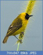 Cliquez sur l'image pour la voir en taille relle

Nom : Slender-bill_Weaver_-_Uganda_H8O3823_(22824456146).jpg
Affichages : 128
Taille : 88,6 Ko
ID : 119143