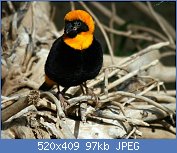 Cliquez sur l'image pour la voir en taille relle

Nom : Euplectes_orix_Schnbrunn2008b.jpg
Affichages : 133
Taille : 96,6 Ko
ID : 119150