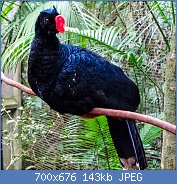 Cliquez sur l'image pour la voir en taille relle

Nom : parque-das-aves-33.jpg
Affichages : 183
Taille : 142,6 Ko
ID : 119553