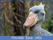 Cliquez sur l'image pour la voir en taille r�elle

Nom : bec-en-sabot.du.nil.palh.2g.jpg
Affichages : 133
Taille : 50,7 Ko
ID : 119675