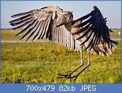 Cliquez sur l'image pour la voir en taille r�elle

Nom : 22289f3b8b6525b0b3d09b07ab254637.jpg
Affichages : 136
Taille : 81,7 Ko
ID : 119677