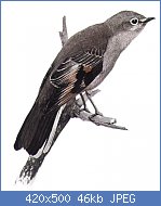 Cliquez sur l'image pour la voir en taille r�elle

Nom : Myadestes_townsendiDF09N193CB.jpg
Affichages : 137
Taille : 45,8 Ko
ID : 119738