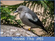 Cliquez sur l'image pour la voir en taille r�elle

Nom : 1280px-Sturnia_sinensis_(Mandarinstar_-_White-shouldered_Starling)_-_Weltvogelpark_Walsrode_2013.jpg
Affichages : 134
Taille : 76,9 Ko
ID : 119749