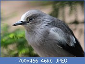 Cliquez sur l'image pour la voir en taille r�elle

Nom : 91280px-Sturnia_sinensis_(Mandarinstar_-_White-shouldered_Starling)_-_Weltvogelpark_Walsrode_201.jpg
Affichages : 137
Taille : 45,7 Ko
ID : 119753