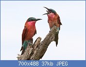 Cliquez sur l'image pour la voir en taille relle

Nom : Southern_carmine_bee-eater,_Merops_nubicoides,_Savuti_marsh,_Chobe_National_Park,_Botswana_(3165.jpg
Affichages : 125
Taille : 37,5 Ko
ID : 120357