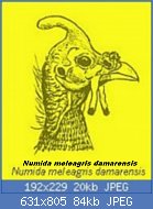 Cliquez sur l'image pour la voir en taille relle

Nom : pintad104.jpg
Affichages : 1374
Taille : 84,5 Ko
ID : 120864