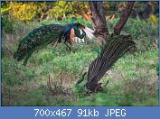 Cliquez sur l'image pour la voir en taille r�elle

Nom : Merak_tarung.jpg
Affichages : 196
Taille : 91,5 Ko
ID : 120869