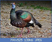 Cliquez sur l'image pour la voir en taille relle

Nom : 1280px-Ocellated_Turkey_(Agriocharis_ocellata)_(8296433603).jpg
Affichages : 151
Taille : 138,8 Ko
ID : 121005