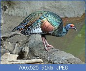 Cliquez sur l'image pour la voir en taille relle

Nom : 1280px-Ocellated_Turkey_SMTC.jpg
Affichages : 156
Taille : 91,1 Ko
ID : 121013