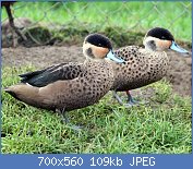 Cliquez sur l'image pour la voir en taille r�elle

Nom : sarcelle-hottentot-hottentote-couple.jpg
Affichages : 143
Taille : 109,4 Ko
ID : 121020
