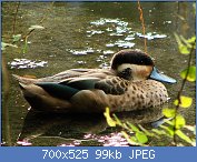 Cliquez sur l'image pour la voir en taille r�elle

Nom : 1280px-Anatra_ottentotta_(Zurich_zoo).jpg
Affichages : 153
Taille : 98,6 Ko
ID : 121021