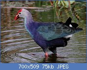 Cliquez sur l'image pour la voir en taille r�elle

Nom : purpleswamphen 2014-11-21 07.36.37.jpg
Affichages : 147
Taille : 75,3 Ko
ID : 121025