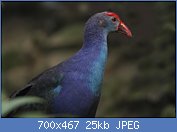 Cliquez sur l'image pour la voir en taille r�elle

Nom : img_1083_taleve_a_dos_noir_porphyrio_indicus_07_12.jpg
Affichages : 140
Taille : 25,0 Ko
ID : 121027