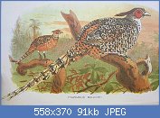 Cliquez sur l'image pour la voir en taille relle

Nom : Catreus_wallichii_hm.jpg
Affichages : 132
Taille : 90,7 Ko
ID : 121067