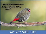 Cliquez sur l'image pour la voir en taille relle

Nom : 1280px-Stagonopleura_bella_male_-_Melaleuca.jpg
Affichages : 141
Taille : 52,4 Ko
ID : 121083