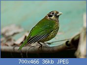 Cliquez sur l'image pour la voir en taille relle

Nom : Ailuroedus_crassirostris_by_Darren_Bellerby.jpg
Affichages : 1429
Taille : 36,4 Ko
ID : 121141