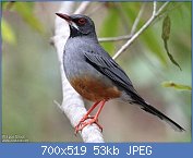 Cliquez sur l'image pour la voir en taille r�elle

Nom : merle.vantard.phst.1g.jpg
Affichages : 113
Taille : 53,4 Ko
ID : 121211