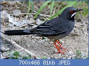 Cliquez sur l'image pour la voir en taille r�elle

Nom : merle.vantard.frle.2g.jpg
Affichages : 147
Taille : 81,0 Ko
ID : 121212