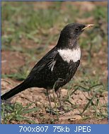 Cliquez sur l'image pour la voir en taille r�elle

Nom : merle.a.plastron.redu.3g.jpg
Affichages : 137
Taille : 75,5 Ko
ID : 121216