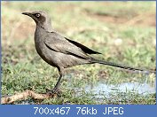 Cliquez sur l'image pour la voir en taille r�elle

Nom : 1200px-Cosmopsarus_unicolor_(Serengeti,_2009).jpg
Affichages : 142
Taille : 76,0 Ko
ID : 121220