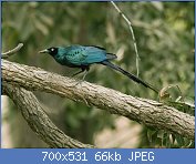 Cliquez sur l'image pour la voir en taille r�elle

Nom : BigltgstarlingpicforWIKI.jpg
Affichages : 144
Taille : 65,8 Ko
ID : 121222