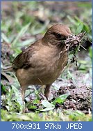 Cliquez sur l'image pour la voir en taille r�elle

Nom : merle.fauve.phma.6g.jpg
Affichages : 111
Taille : 96,7 Ko
ID : 121226