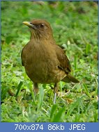 Cliquez sur l'image pour la voir en taille r�elle

Nom : merle.fauve.loep.2g.jpg
Affichages : 129
Taille : 85,9 Ko
ID : 121227