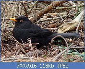 Cliquez sur l'image pour la voir en taille r�elle

Nom : 1280px-Kos_wisnia6522.jpg
Affichages : 123
Taille : 117,8 Ko
ID : 121234