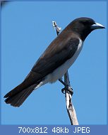 Cliquez sur l'image pour la voir en taille réelle
Nom : 31381502592_85b32a84ca_b.jpg
Affichages : 147
Taille : 48,3 Ko
ID : 121239