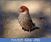 Cliquez sur l'image pour la voir en taille r�elle

Nom : 1280px-Amadina_erythrocephala_(l)_edit.jpg
Affichages : 139
Taille : 61,9 Ko
ID : 121301