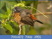 Cliquez sur l'image pour la voir en taille r�elle

Nom : Brown_Twinspot_-_Budongo_-_Uganda_06_4823_(22998376511).jpg
Affichages : 125
Taille : 69,8 Ko
ID : 121303