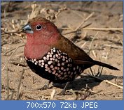 Cliquez sur l'image pour la voir en taille réelle
Nom : Hypargos_margaritatus_-Mkhuze_Game_Reserve_-South_Africa-8.jpg
Affichages : 123
Taille : 72,1 Ko
ID : 121306