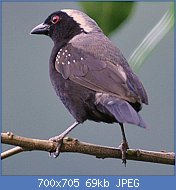 Cliquez sur l'image pour la voir en taille r�elle

Nom : Uganda_2011_246-crop.jpg
Affichages : 117
Taille : 68,5 Ko
ID : 121314